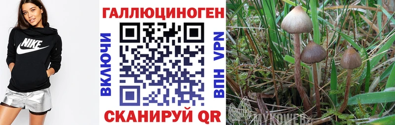 Галлюциногенные грибы MAGIC MUSHROOMS  Купить закладки  Мамадыш 